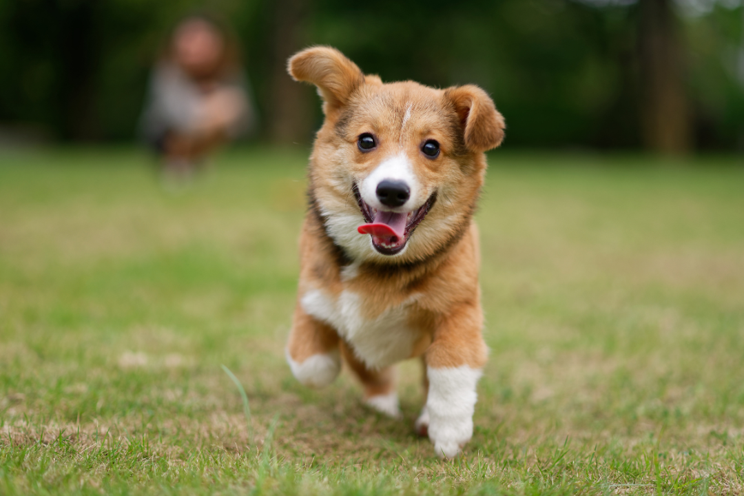 Vet Hospital In London, ON | Whitehills Animal Hospital