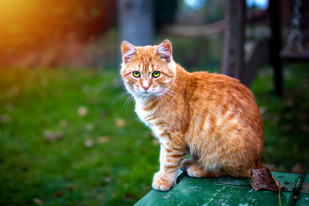 Feline Problem Form | Whitehills Animal Hospital
